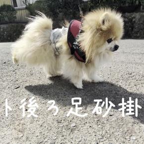 【思い出】元保護犬・ポメラニアンのアート！後ろ足砂掛け集！！ #192