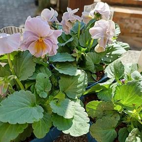 庭の冬支度とローズヒップとミントテイーで一息