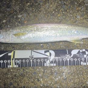 横浜、シーバス狙いでっカマスがヒット