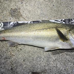 横浜、エギングにてランカーシーバス
