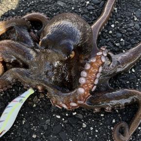 横浜、新年初釣りは短時間タコ狙い