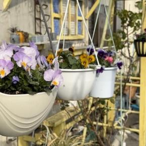 寒い！昨夜みぞれが降りました