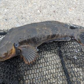 ヒラメ4枚目＆噴火湾！！