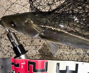 納得のいかない釣り納め