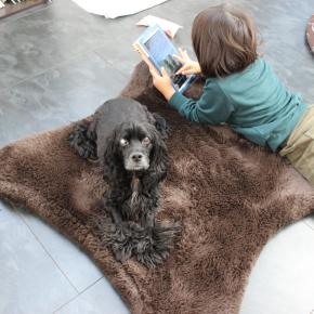 コストコで低反発ペットマットを買ったらミライがすねました