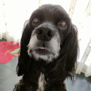 おねだりミライちゃん