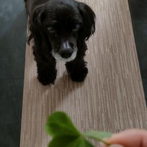 四つ葉のクローバー