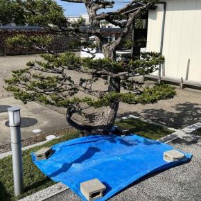 遅れている五葉松の選定は30cm四方に1時間かかったので、今年は手抜き剪定をする事にした