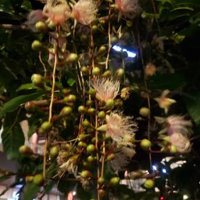 那覇3日目 サガリバナに再び会えました 牧志駅^0^