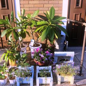 プルメリア植え替えてみた！パンジー、ビオラ無事発芽しました