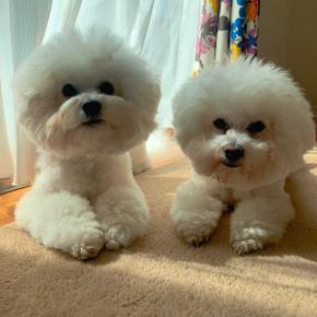 お澄まし2ぴき＆ビデオ電話デビュー