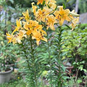 ブラックレースフラワーにキアゲハの幼虫🐛 & 百合が満開