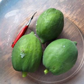 ようやく青パパイヤが収穫できるようになりました