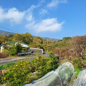 ユズやタヒチライムの果実が熟してきました