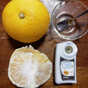 今日からハッサク(八朔)の出荷を始めます