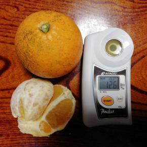 大三島ネーブルの販売を始めました