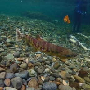 10/10 北海道サーモンランツアー&お店OPEN