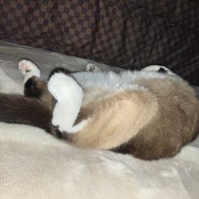 美味しそうな魚のお刺身ができそうです