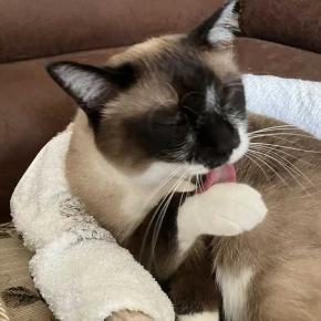 菜園が綺麗になりました