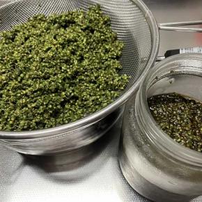 菜園作りと紫蘇の実の醤油漬けを作る