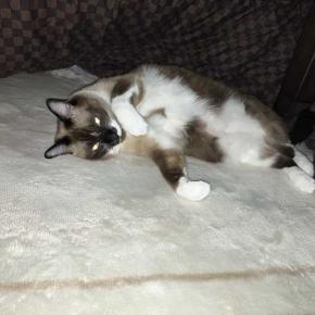 なのはな畑に行きHCに行く