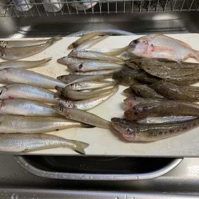 キス釣りの釣果とライの様子