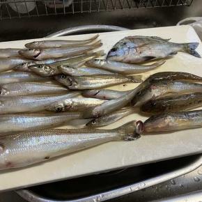 早朝からキス釣りに行った主人です。