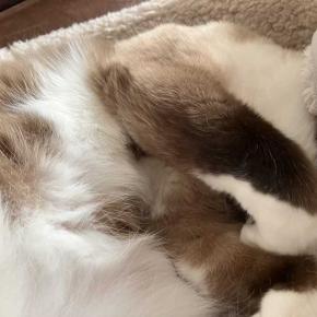 残っていた大掃除をする主人。