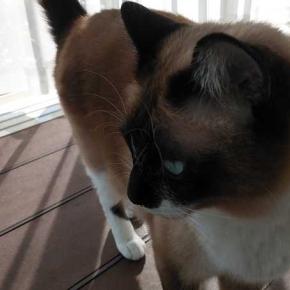 毎日しないといけないこと、街路樹の梅もどきをパンパンと叩く小学生。