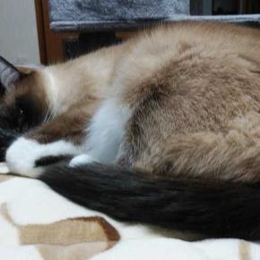 初詣に行ってきました