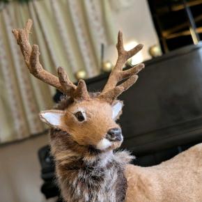 トナカイさんご機嫌ナナメ