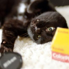 ニコンで始まりニコンで締める2025年。Nikon F3 Limitedで撮る黒猫氏から年末のご挨拶