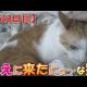 猫のヘッドプレッシングの話（我が家のネコ(ニケ)の成長記録：2520日目）