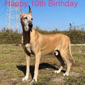 グーちゃん❤️10才になりました