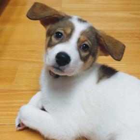 甘えっ子紛（まぎ）ちゃん募集はストップです