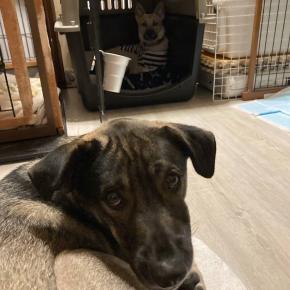 『たゆ、犬修行？に行く』