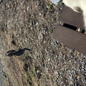 ならやま沼に行って来ました、そして釣行記2【2025-12-29】：