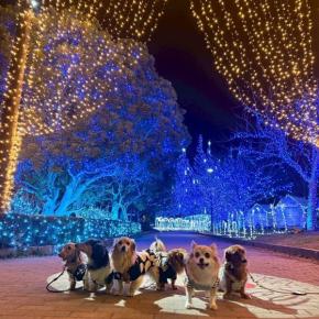 かわちイルミネーション2025