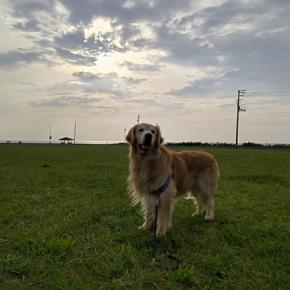 わんこ15頭でグルキャン (記念写真📸)と近況報告