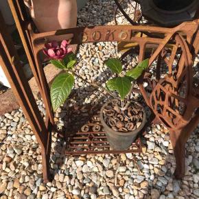 クロバナロウバイアフロディーテ2023- 追記