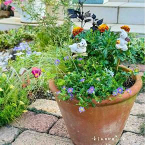 ハロウィン🎃👻の寄せ植え