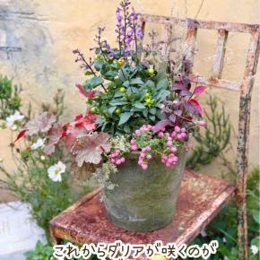 秋の寄せ植え2024