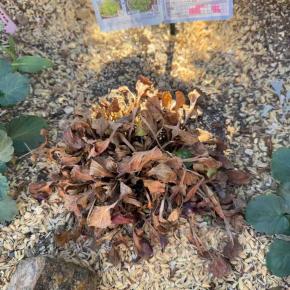 カンパニュラマジェスティックブルー