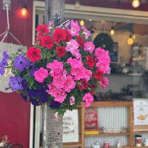 ペチュニア パフィン