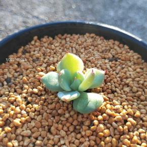 エケベリア「チワワエンシス」