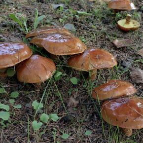 Vol.5079 リコボウ