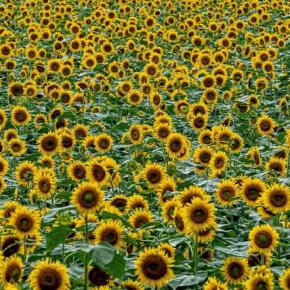 「ひまわり I Girasoli」イタリア映画