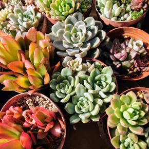 北西のベランダ★12月編