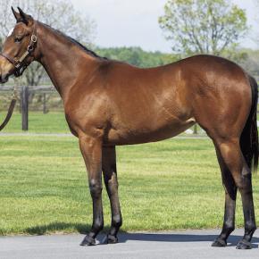 5月から一口馬主クラブの募集は始まってるようですが・・・