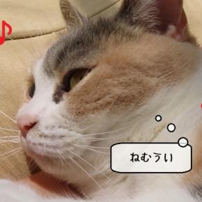 猫動画 ～「日向ぼっこ日和ですね」2025.06.12～